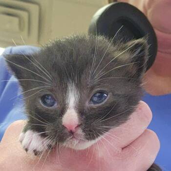 Monet - 032714U -  Domestic Short Hair Cat for Adoption in Tupelo, Mississippi - Monet - 032714U | PetCurious