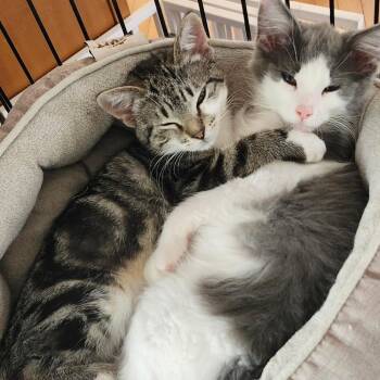 Nova & Scout - Bonded Pair -  Domestic Short Hair Cat for Adoption in Spring Lake Park, Minnesota - Nova & Scout - Bonded Pair | PetCurious
