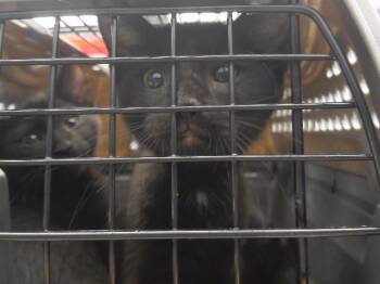 SABRINA CARPURRNTER -  Domestic Short Hair Cat for Adoption in Omaha, Nebraska - SABRINA CARPURRNTER | PetCurious