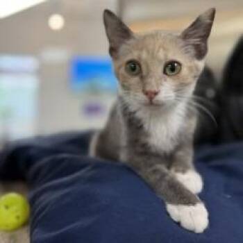 Wonton -  Domestic Short Hair Cat for Adoption in Bullhead City, Arizona - Wonton | PetCurious