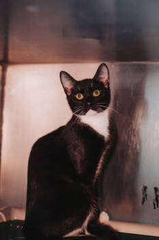 Rescue Domestic Short Hair Cats for Adoption in North Charleston, South Carolina - 00229B Diva | PetCurious