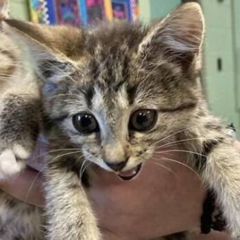 Fifi -  Domestic Short Hair Cat for Adoption in New York, New York - Fifi | PetCurious