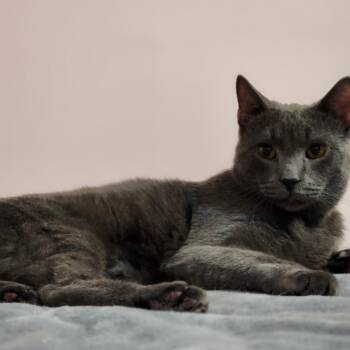 Rescue American Shorthair Cats for Adoption in New York, New York - Simon Says... | PetCurious