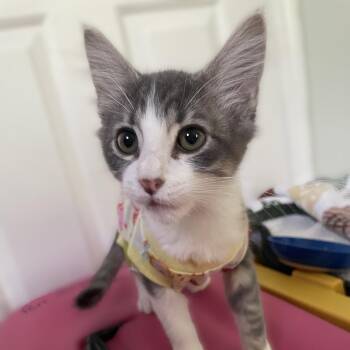 Frito26 -  Domestic Medium Hair Cat for Adoption in Youngsville, North Carolina - Frito26 | PetCurious