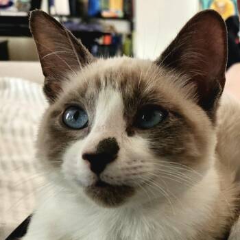 Siamese Cats Available for Adoption - Tippy Toes | PetCurious