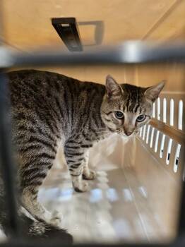 Domestic Short Hair Cats Available for Adoption - A134720 | PetCurious