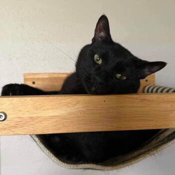 Nubs -  Domestic Short Hair Cat for Adoption in Madison, Wisconsin - Nubs | PetCurious