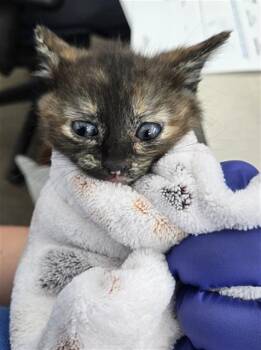 Domestic Short Hair Cats Available for Adoption in Dallas, Texas - SAVINA | PetCurious
