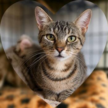 Girl Scout -  Tabby Cat for Adoption in Fresno, California - Girl Scout | PetCurious