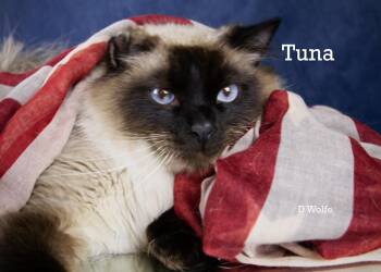 Tuna & Cupcake -  Siamese Cat for Adoption in York, Nebraska - Tuna & Cupcake | PetCurious