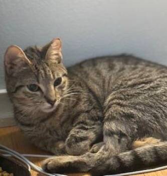 Domestic Short Hair Cats Available for Adoption in Lemoyne, Pennsylvania - Ruby | PetCurious