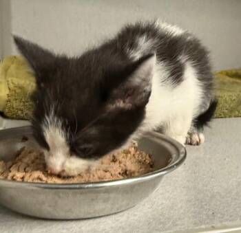 Johnny Cash -  Domestic Short Hair Cat for Adoption in Greencastle, Indiana - Johnny Cash | PetCurious