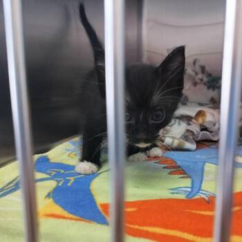 Nova -  Domestic Short Hair Cat for Adoption - Nova | PetCurious
