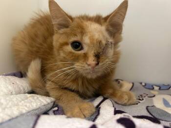 Turanga -  Domestic Short Hair Cat for Adoption in Delson, Quebec - Turanga | PetCurious