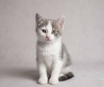 Cletus -  Domestic Short Hair Cat for Adoption in Johnson City, Tennessee - Cletus | PetCurious