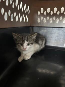 Poplin -  American Shorthair Cat for Adoption in Van Wert, Ohio - Poplin | PetCurious