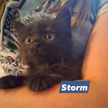 Storm -  Domestic Short Hair Cat for Adoption in New Tazewell, Tennessee - Storm | PetCurious