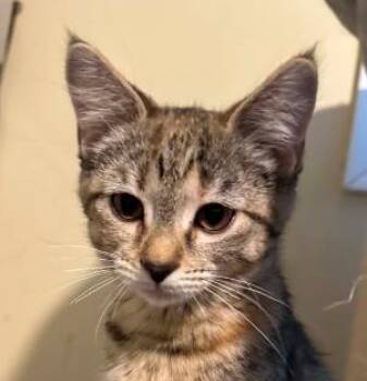 Sadie -  Domestic Short Hair Cat for Adoption in Battle Creek, Michigan - Sadie | PetCurious