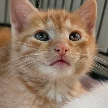 Domestic Short Hair Cats Available for Adoption in Newark, New Jersey - Post-It | PetCurious