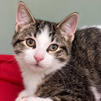 Pringle -  Domestic Short Hair Cat for Adoption in Pontiac, Michigan - Pringle | PetCurious