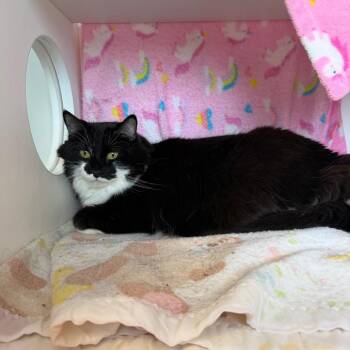 Sassy -  Domestic Long Hair Cat for Adoption in Council Bluffs, Iowa - Sassy | PetCurious
