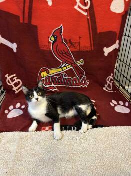 Rescue Domestic Short Hair Cats for Adoption in Columbia, Missouri - Rizzoli | PetCurious