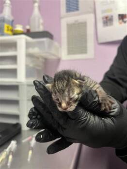 Domestic Short Hair Cats Available for Adoption - 60704940 | PetCurious