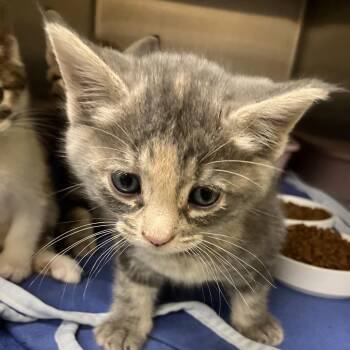 Belladonna -  Domestic Short Hair Cat for Adoption in Keizer, Oregon - Belladonna | PetCurious