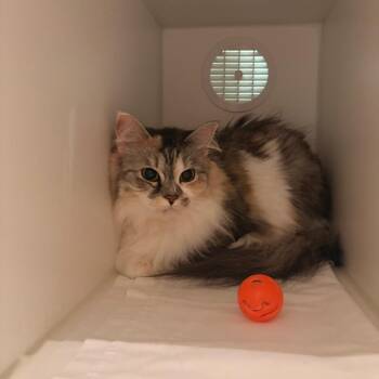 Autumn - Adoption Pending -  Domestic Long Hair Cat for Adoption in South Burlington, Vermont - Autumn - Adoption Pending | PetCurious