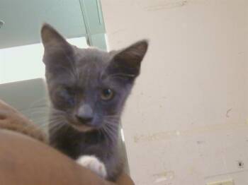 PETER PAN -  Domestic Short Hair Cat for Adoption in Sacramento, California - PETER PAN | PetCurious