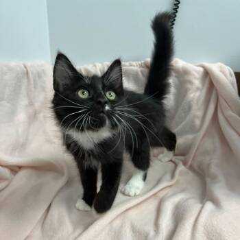 Rescue Domestic Short Hair Cats for Adoption in Abbotsford, British Columbia - Mercury | PetCurious