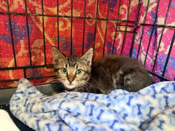 Parker -  Domestic Medium Hair and Tabby Cat for Adoption in Inglewood, California - Parker | PetCurious