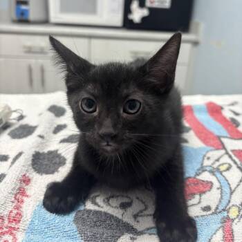 Wiggles -  Domestic Short Hair Cat for Adoption in Riverside, California - Wiggles | PetCurious
