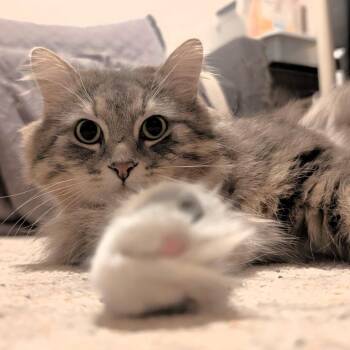 Domestic Long Hair Cats Available for Adoption in Michigan City, Indiana - Waffles | PetCurious