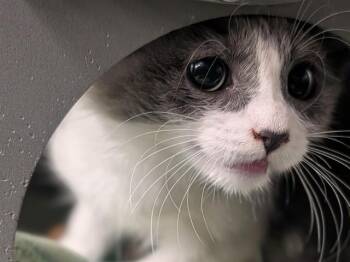 A184470 -  Domestic Medium Hair Cat for Adoption in Palo Alto, California - A184470 | PetCurious
