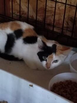 Paisely -  Calico Cat for Adoption in Liberty, New York - Paisely | PetCurious