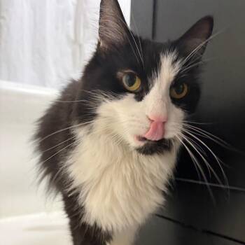 Freya -  Domestic Long Hair Cat for Adoption - Freya | PetCurious