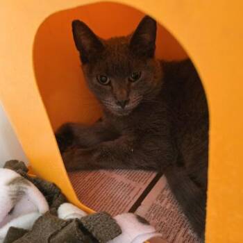 Richard -  Domestic Short Hair Cat Available for Adoption in Janesville, Wisconsin - Richard | PetCurious
