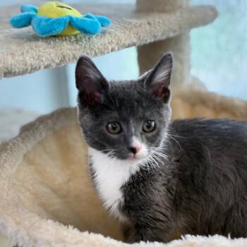 Domestic Short Hair Cats Available for Adoption in South Elgin, Illinois - Gravy | PetCurious