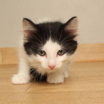 Cheddapurr C70114 -  Domestic Short Hair Cat for Adoption in Minnetonka, Minnesota - Cheddapurr C70114 | PetCurious