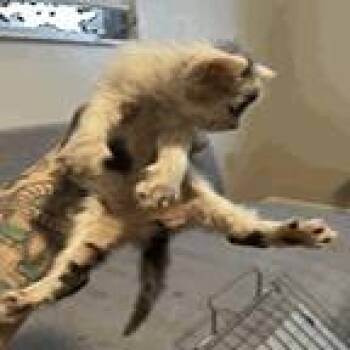 Firebrite -  Domestic Short Hair Cat for Adoption in NEW PT RICHEY, Florida - Firebrite | PetCurious