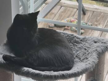 Rescue Domestic Short Hair Cats for Adoption - Dallas 0325 | PetCurious