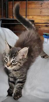 Teddy Bear -  Domestic Medium Hair Cat for Adoption - Teddy Bear | PetCurious
