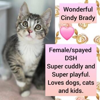 Cindy Brady -  Domestic Short Hair Cat for Adoption in Beaverton, Oregon - Cindy Brady | PetCurious