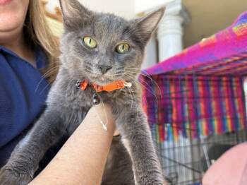 Nimbus Katze -  Domestic Short Hair and Russian Blue Cat for Adoption in Chandler, Arizona - Nimbus Katze | PetCurious