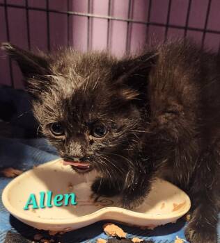 Allen -  Domestic Short Hair Cat for Adoption in Cambridge, Maryland - Allen | PetCurious