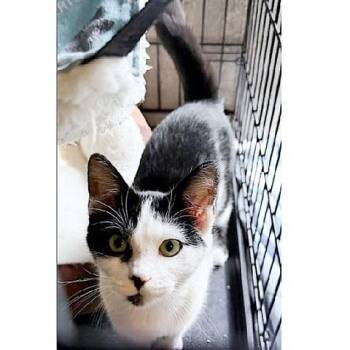 Cow -  Domestic Short Hair Cat for Adoption in Millcreek, Utah - Cow | PetCurious