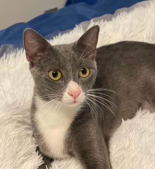 Rescue Domestic Short Hair Cats for Adoption in Boca Raton, Florida - Glenda | PetCurious