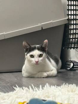 Stephanie -  American Shorthair Cat for Adoption in Beverly Hills, California - Stephanie | PetCurious
