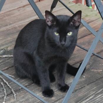 Liam Gallagher (& Noel Gallagher) -  Domestic Short Hair Cat for Adoption in Columbia, Missouri - Liam Gallagher (& Noel Gallagher) | PetCurious